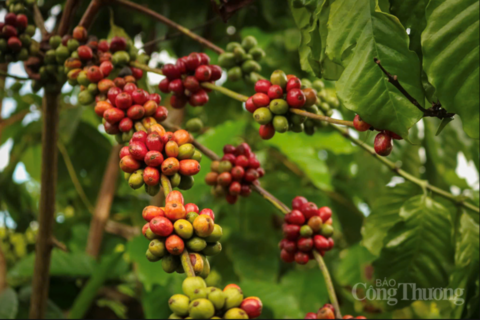 Giá cà phê hôm nay 29/4/2026: Đồng loạt giảm 1.000 đồng