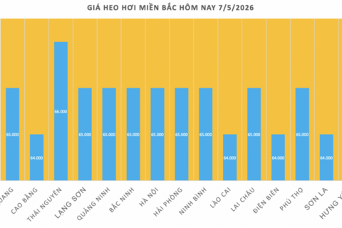 Giá heo hơi hôm nay 7/5/2026: Tăng nhẹ tại miền Bắc