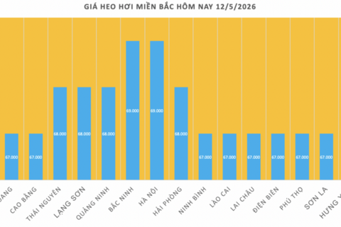 Giá heo hơi hôm nay 12/5/2026: Biến động trái chiều