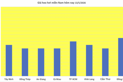 Giá heo hơi hôm nay 13/5/2026: Tăng vài nơi tại miền Bắc, miền Trung
