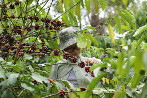 Giá cà phê hôm nay 15/5/2026: Bật tăng 1.000 đồng/kg