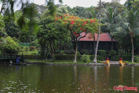 Hơn nửa thế kỷ thầm lặng chăm sóc Khu Di tích Chủ tịch Hồ Chí Minh