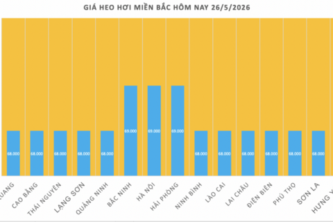 Giá heo hơi hôm nay 26/5/2026: Tăng vài nơi