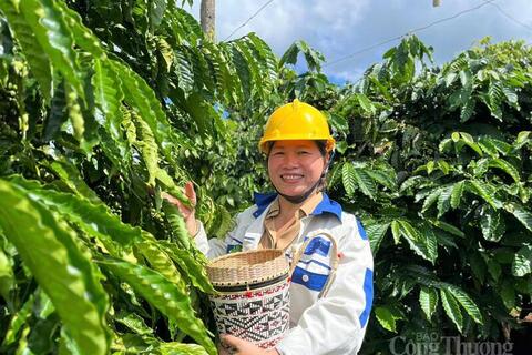 Giá cà phê hôm nay 28/5/2026: Ổn định trên mốc 88.000 đồng/kg