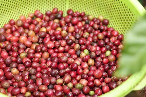 Giá cá phê hôm nay 8/6/2026: Giảm nhẹ 100 đồng/kg