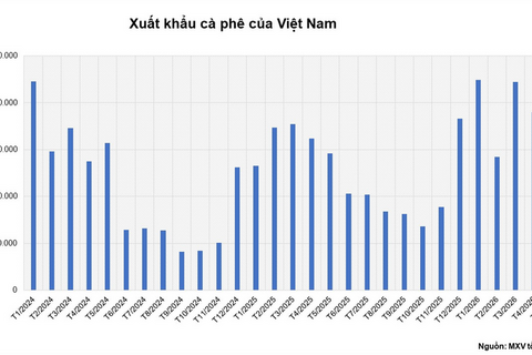 Giá cà phê Arabica tăng mạnh do mưa lớn cản trở thu hoạch tại Brazil
