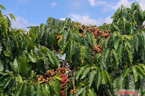 Giá cà phê hôm nay 15/7/2026: Đi ngang, cao nhất 95.000 đồng/kg