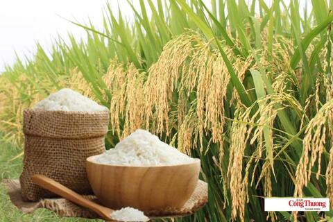 Giá lúa gạo hôm nay ngày 30/7/2026: Gạo nguyên liệu xuất khẩu tăng nhẹ