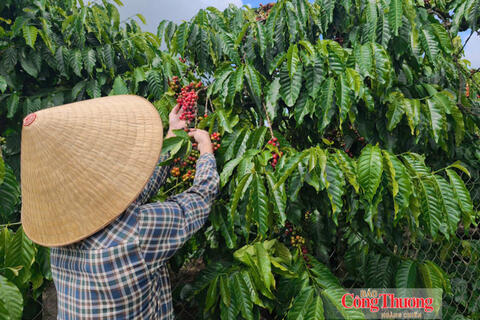 Giá cà phê hôm nay 13/8/2026: Giảm nhẹ 500 đồng/kg