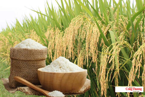 Giá lúa gạo hôm nay ngày 28/8/2026: Lúa tươi đồng loạt giảm