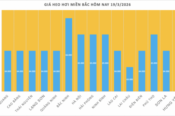 Giá heo hơi hôm nay 19/3/2026: Tăng đồng loạt từ 1.000 - 2.000 đồng/kg