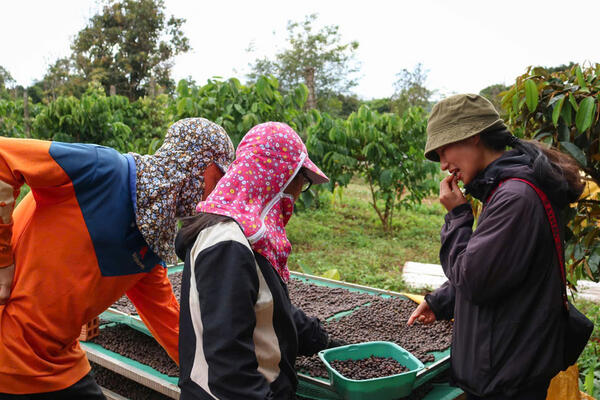 Giá cà phê hôm nay 31/3/2026: Tăng nhẹ 200 đồng/kg tại Lâm Đồng