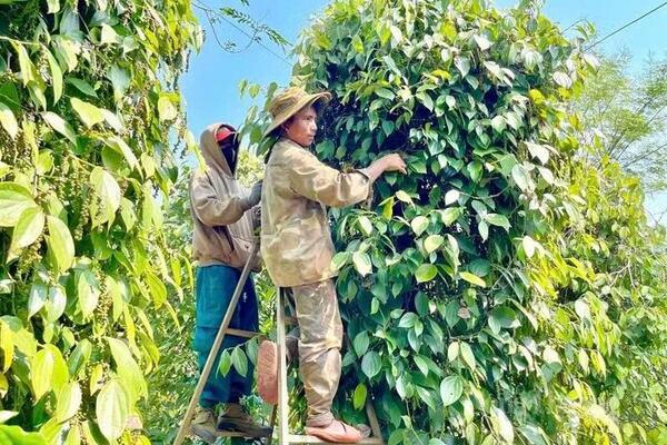 Hồ tiêu xanh Gia Lai được giá, người trồng đỏ mắt tìm nhân công thu hoạch