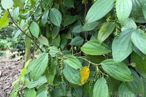 Giá tiêu hôm nay 7/4/2026: Duy trì ổn định