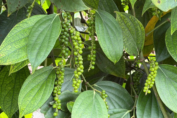 Giá tiêu hôm nay 14/4/2026: Tăng nhẹ, lên mốc 140.000 đồng/kg