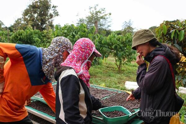 Giá cà phê hôm nay 24/4/2026: Tiếp đà tăng giá