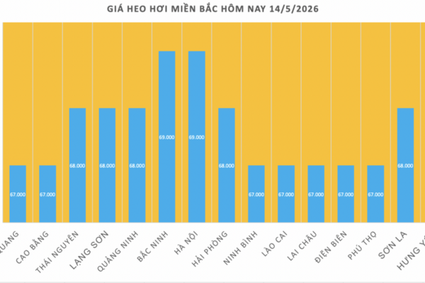 Giá heo hơi hôm nay 14/5/2026: Cao nhất 71.000 đồng/kg