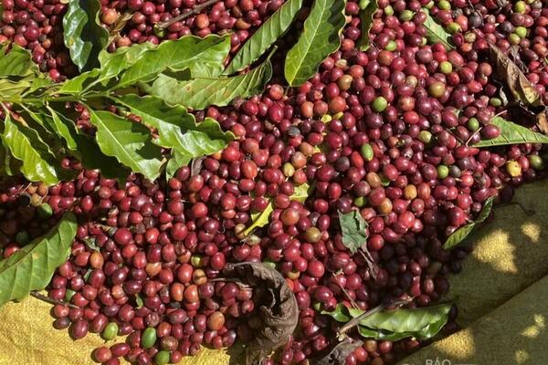 Giá cà phê thế giới tiếp đà giảm