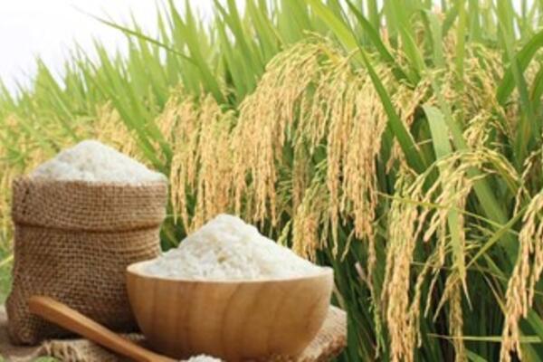 Giá lúa gạo hôm nay ngày 3/7/2026: Gạo xuất khẩu đồng loạt tăng