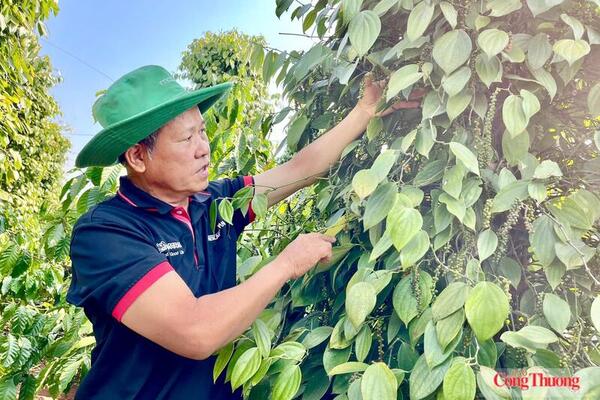Giá tiêu hôm nay 15/7/2026: Đảo chiều tăng mạnh 2.000 - 3.000 đồng/kg