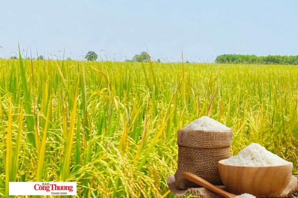Giá lúa gạo hôm nay ngày 18/8/2026: Lúa tươi biến động trái chiều