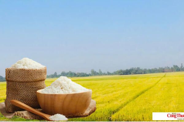 Giá lúa gạo hôm nay ngày 10/9/2026: Gạo xuất khẩu giảm