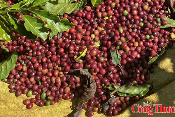 Giá cà phê thế giới đồng loạt giảm, nguồn cung từ Brazil tiếp tục tăng