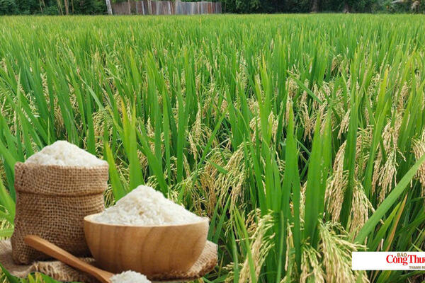 Giá lúa gạo hôm nay ngày 5/10/2026: Gạo thơm Jasmine giảm 500 đồng/kg