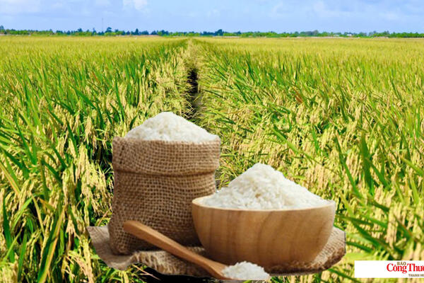 Giá lúa gạo hôm nay ngày 8/10/2026: Gạo OM 18 giảm 500 đồng/kg