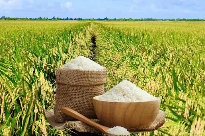 Giá lúa gạo hôm nay ngày 22/5: Lúa tươi tiếp đà giảm