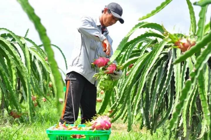 Nâng cao chất lượng vùng nguyên liệu: Nền tảng cho nông thôn mới
