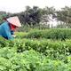 Xây dựng thương hiệu sản phẩm OCOP cho các loại rau gia vị