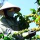 Giá cà phê hôm nay 18/9/2025: Trong nước đảo chiều giảm mạnh