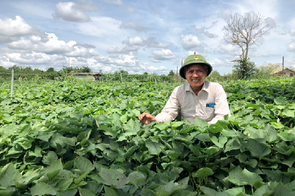 Ông Nguyễn Văn Ân bên vườn khoai giống.