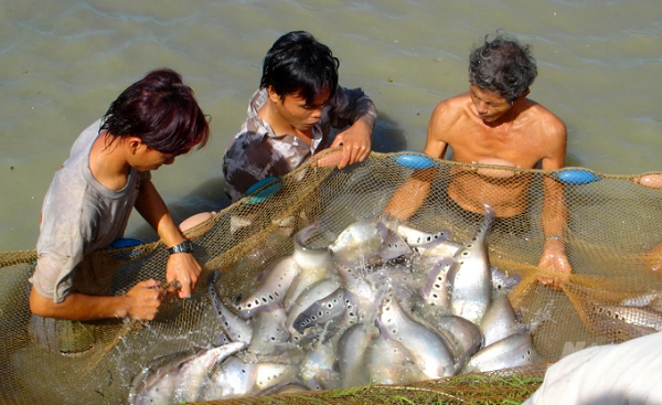 Hiện nay một số loại cá nuôi nước ngọt ở Cần Thơ như cá lóc, cá thát lát, cá rô đồng... tiêu thụ chậm do ảnh hưởng của dịch bệnh. Ảnh: Lê Hoàng Vũ.