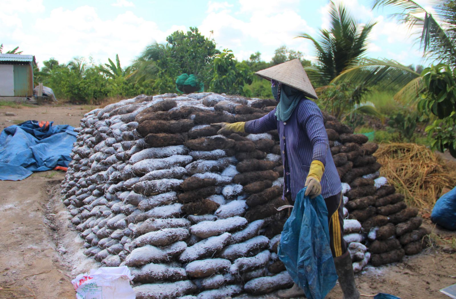 Khoai mỡ bán được giá cao, có đầu ra ổn định.