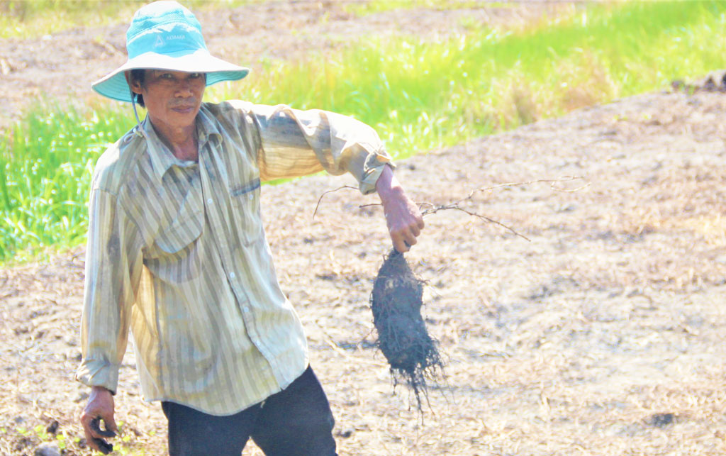 Giá khoai mỡ tăng, nông dân phấn khởi.