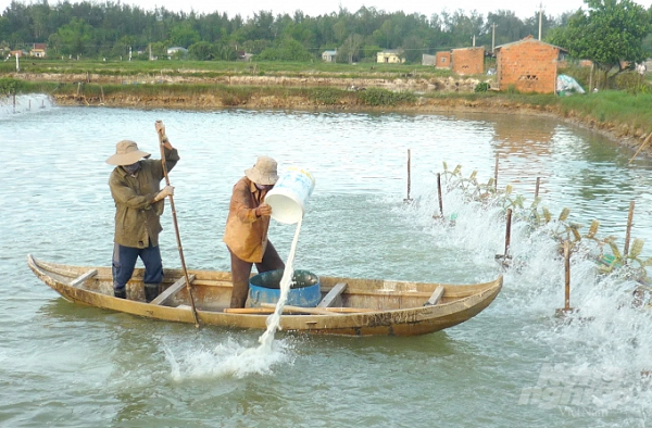 Trong những vùng nuôi tôm cộng đồng, người nuôi tuân thủ việc xử lý ao nuôi nếu tôm của mình bị bệnh trước khi xả ra môi trường, để tránh việc lây lan bệnh ra vùng nuôi chung. Ảnh: Vũ ĐìnhThung.