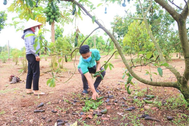 Sầu riêng rụng đầy gốc, giá rớt thảm chưa từng thấy ảnh 7