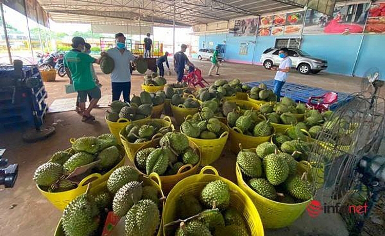 Sầu riêng giảm giá nhẹ, chủ vườn vẫn lãi cao