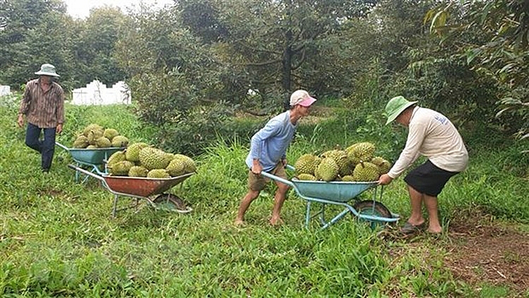 Đắk Lắk xây dựng hai phương án tiêu thụ sầu riêng và quả bơ