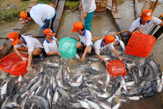 Tỉnh An Giang đang cần tiêu thụ khoảng 6.500 tấn thủy sản .Ảnh: NGỌC TRINH.