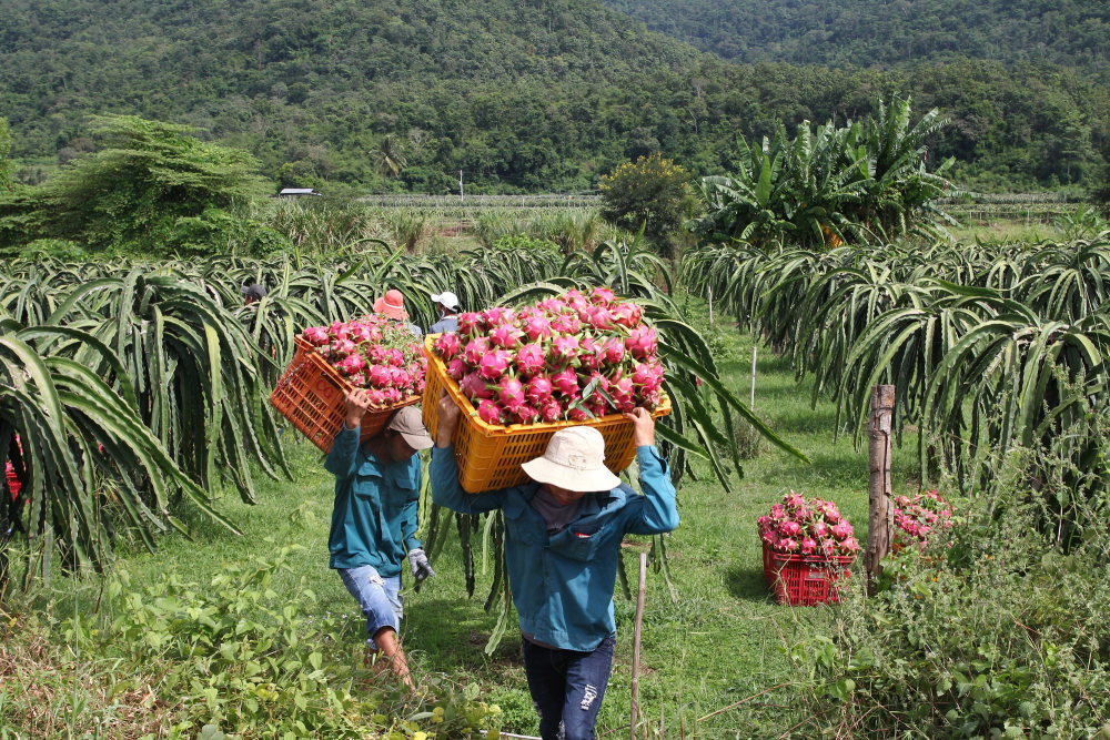 Gỡ khó cho xuất khẩu nông sản, Bộ trưởng Bộ Công Thương gửi công thư cho Bộ trưởng Bộ Thương mại Trung Quốc và Tỉnh trưởng tỉnh Vân Nam