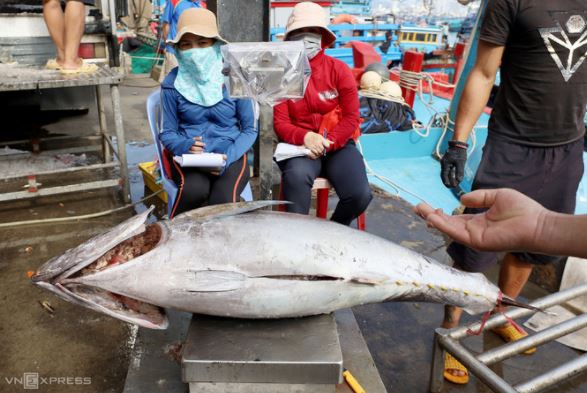 Cá ngừ đại dương được ngư dân đưa về cảng cá Hòn Rớ, TP Nha Trang, Khánh Hòa ngày 23/1/2021. Ảnh: Xuân Ngọc