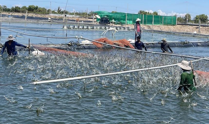 Thời gian gần đây, người dân Bạc Liêu và Sóc Trăng đầu tư nhiều ao lót bạt để nuôi tôm công nghiệp. Ảnh: Trường Giang.