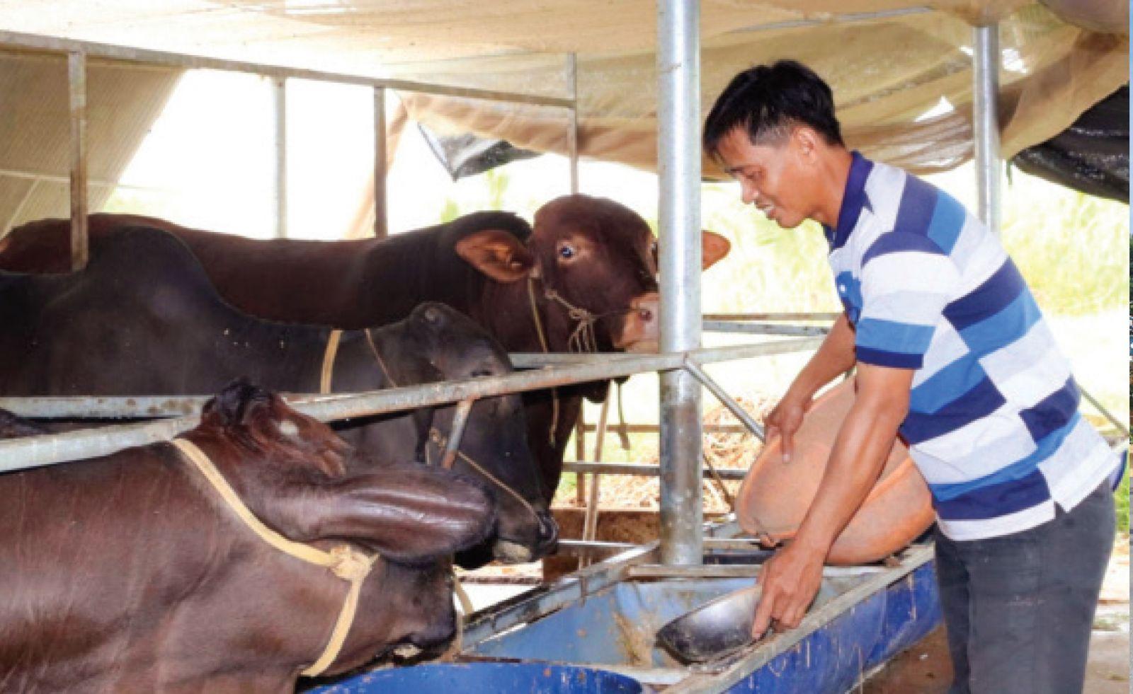 Anh Phạm Đình Nguyên ứng dụng công nghệ cao vào nuôi bò mang lại hiệu quả kinh tế cao