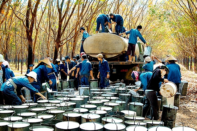 Ngành công nghiệp cao su của Việt Nam tiến tới đáp ứng các tiêu chuẩn toàn cầu