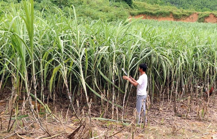 Liên kết sản xuất mía đường: Minh bạch là trên hết