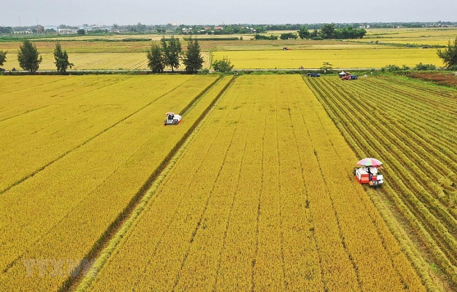 Giá lúa gạo hôm nay 29/10: Giá lúa tăng thêm 100 đồng/kg