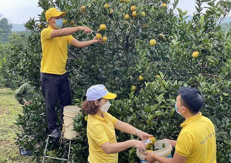 Đưa nông sản lên sàn thương mại điện tử: Nâng chất cho nông sản Việt